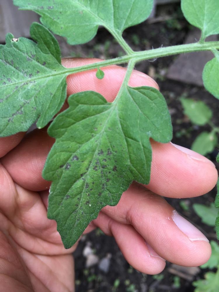 plant health Tomato leaves turning purple Gardening & Landscaping