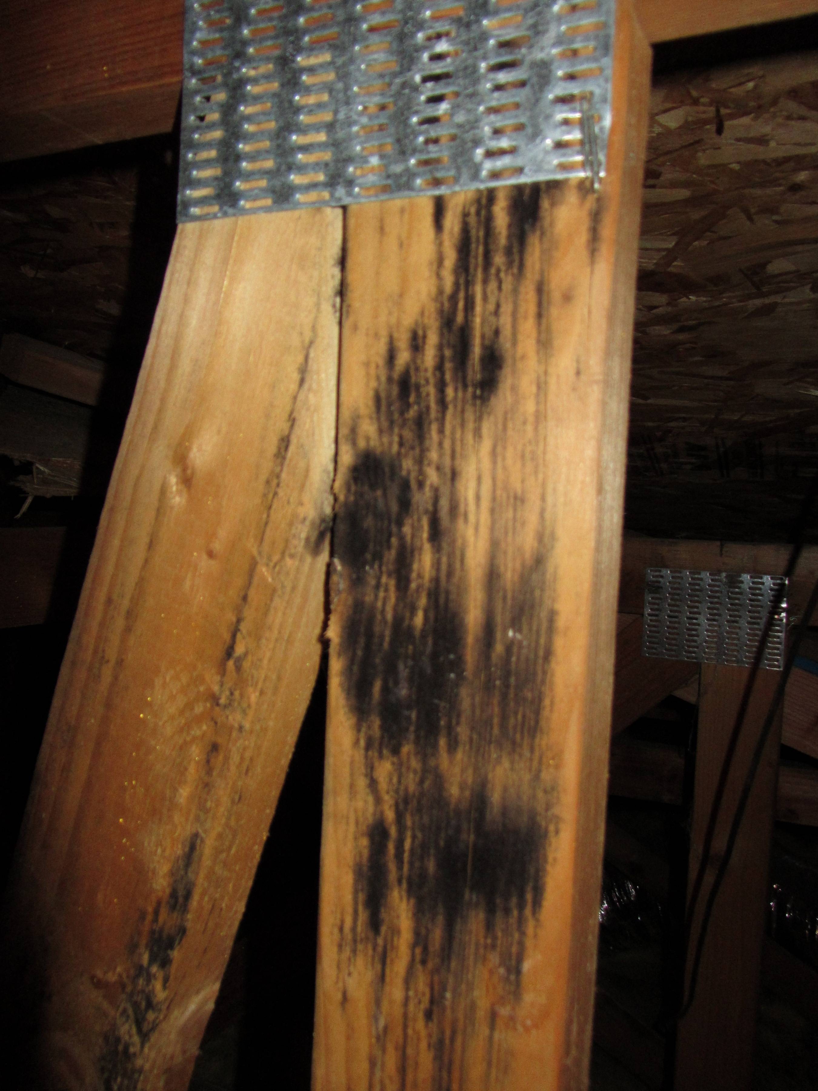 Virtually everyone has some mold in their home. mold - What is this stuff in the attic? - Home Improvement