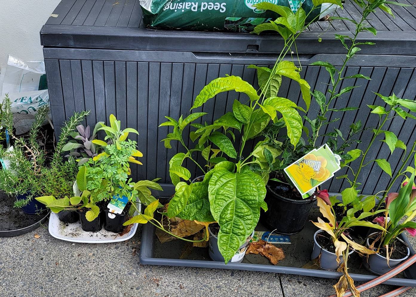 watering Why coriander plant is dying? Gardening & Landscaping