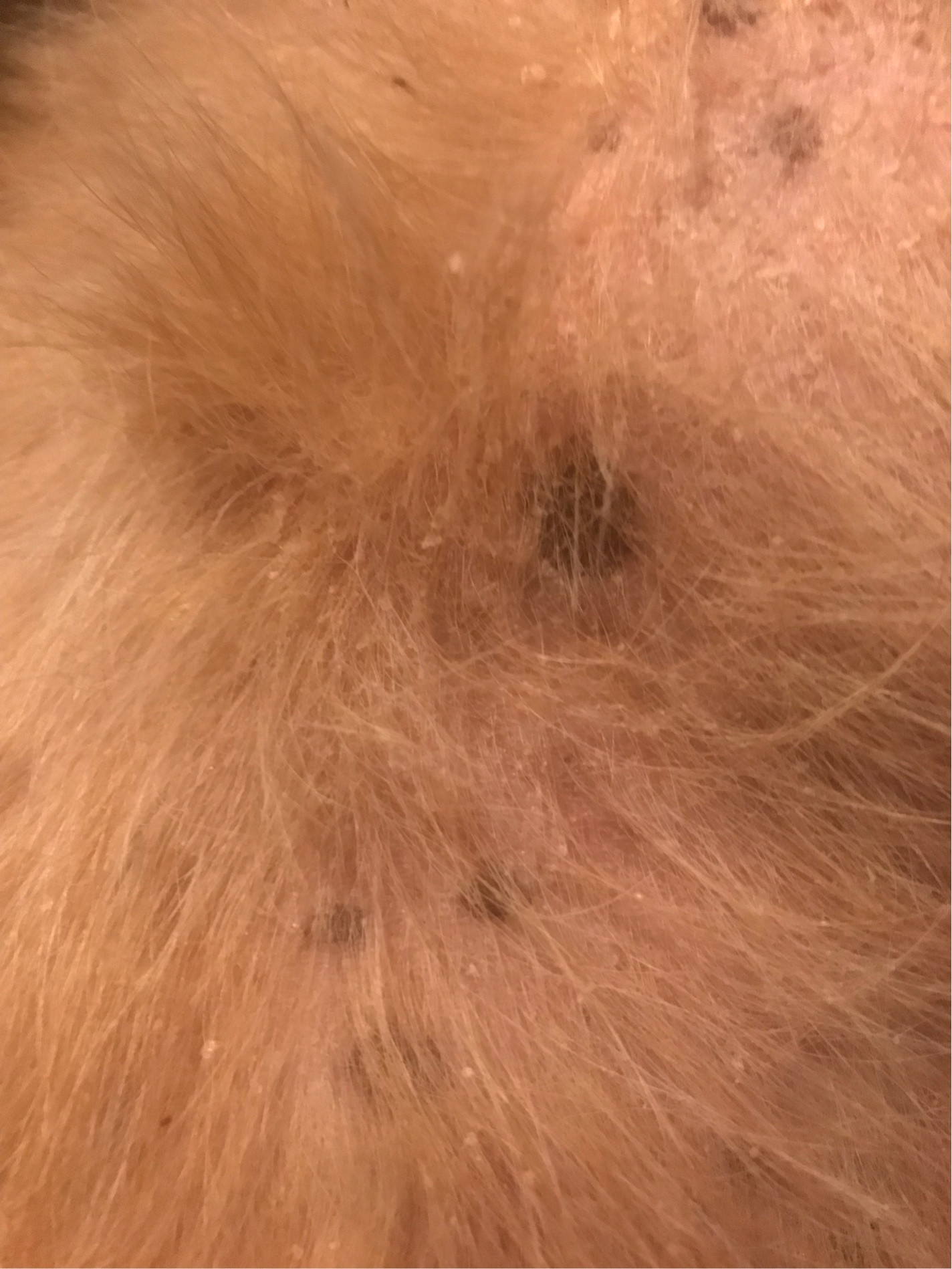 health Spots on dog's skin Pets Stack Exchange