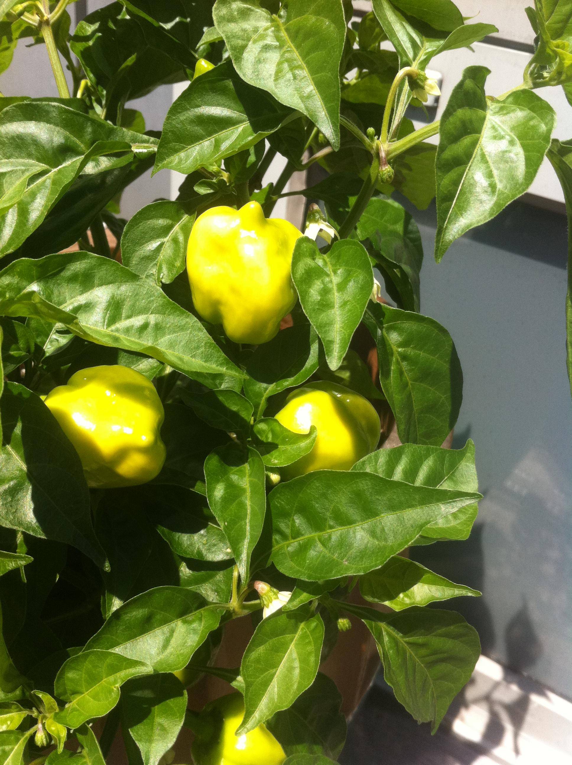 identification What kind of pepper is this and when will it be "ripe
