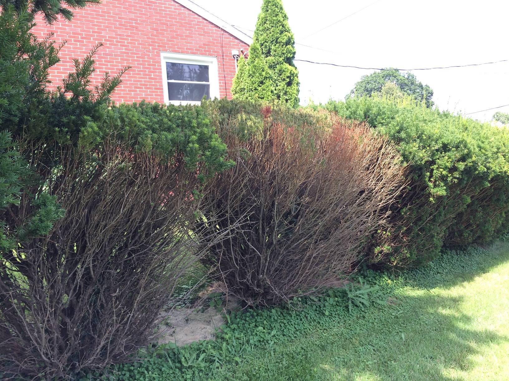 Privet Hedge Dying Backyard Privacy 10 Best Plants To Grow Bob Vila
