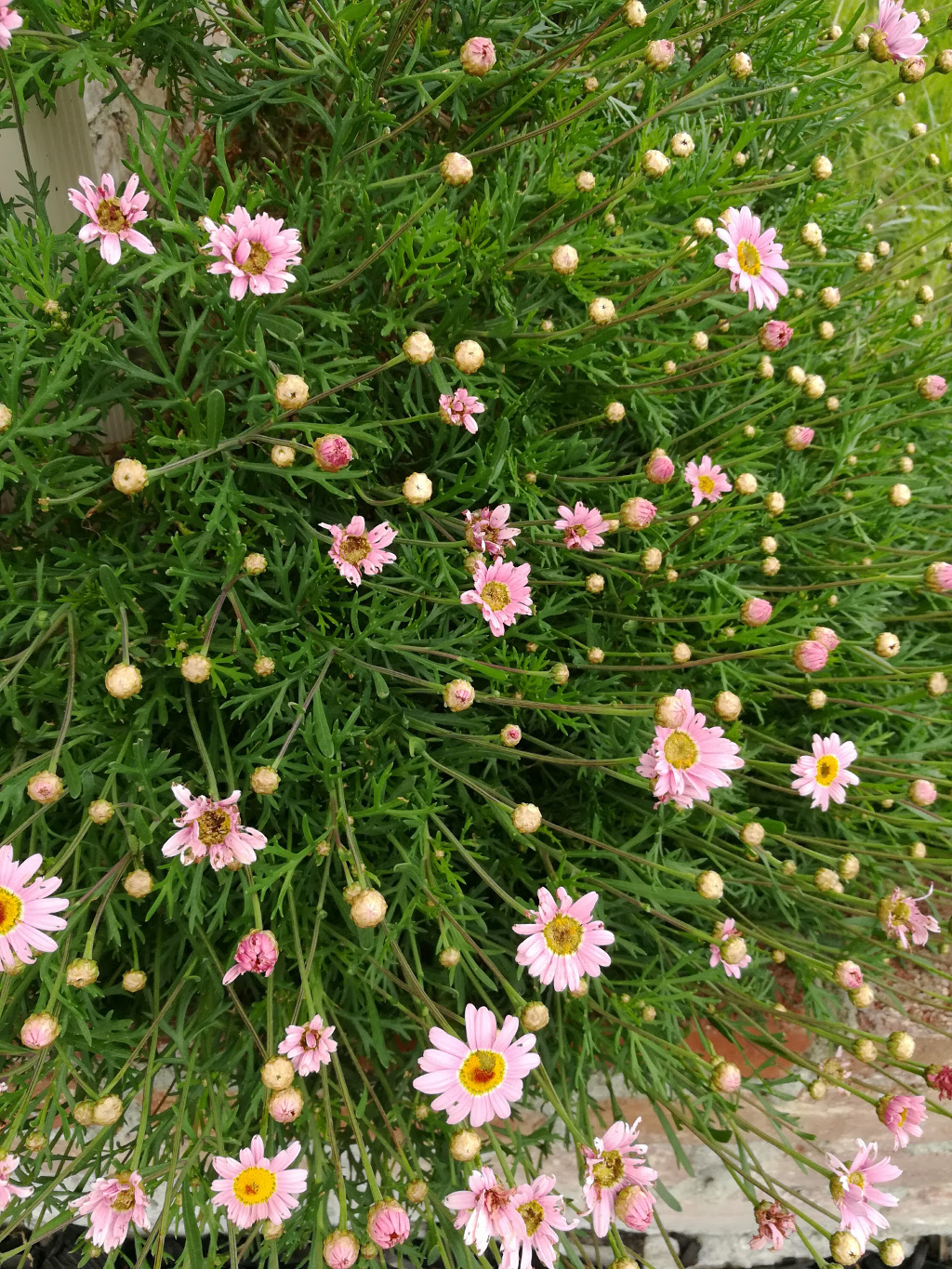 Plant identification Small Pink flower on evergreen plant 2"x2"x2