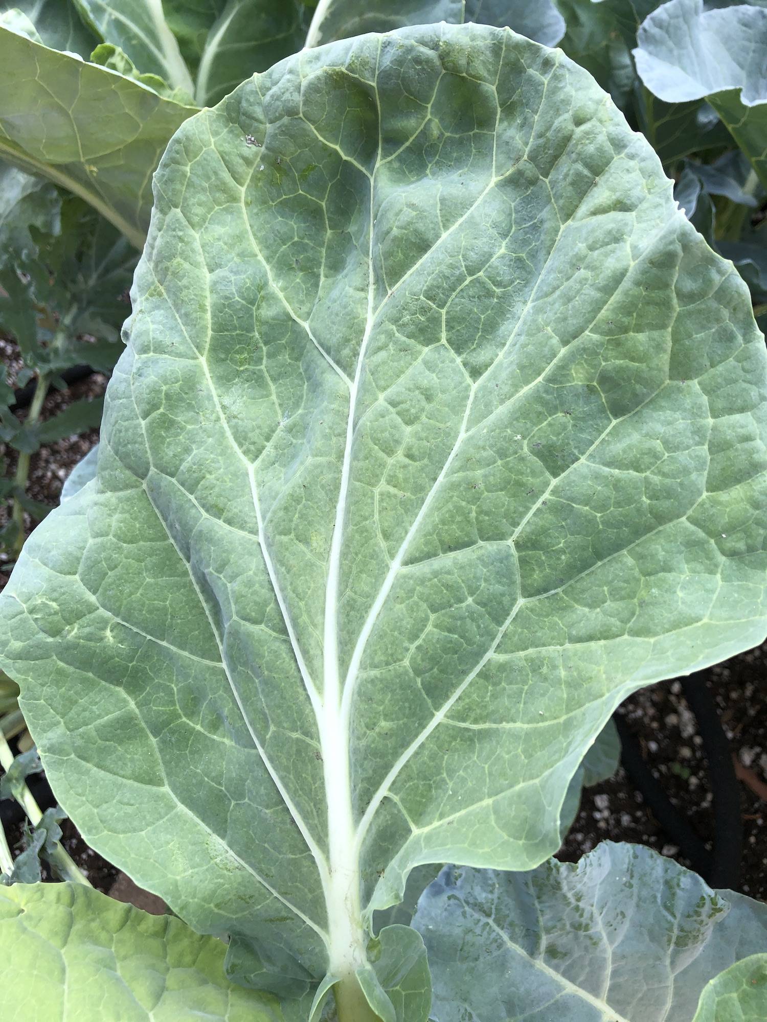 diseases Diagnosing white fuzz on kale. Is this powdery mildew