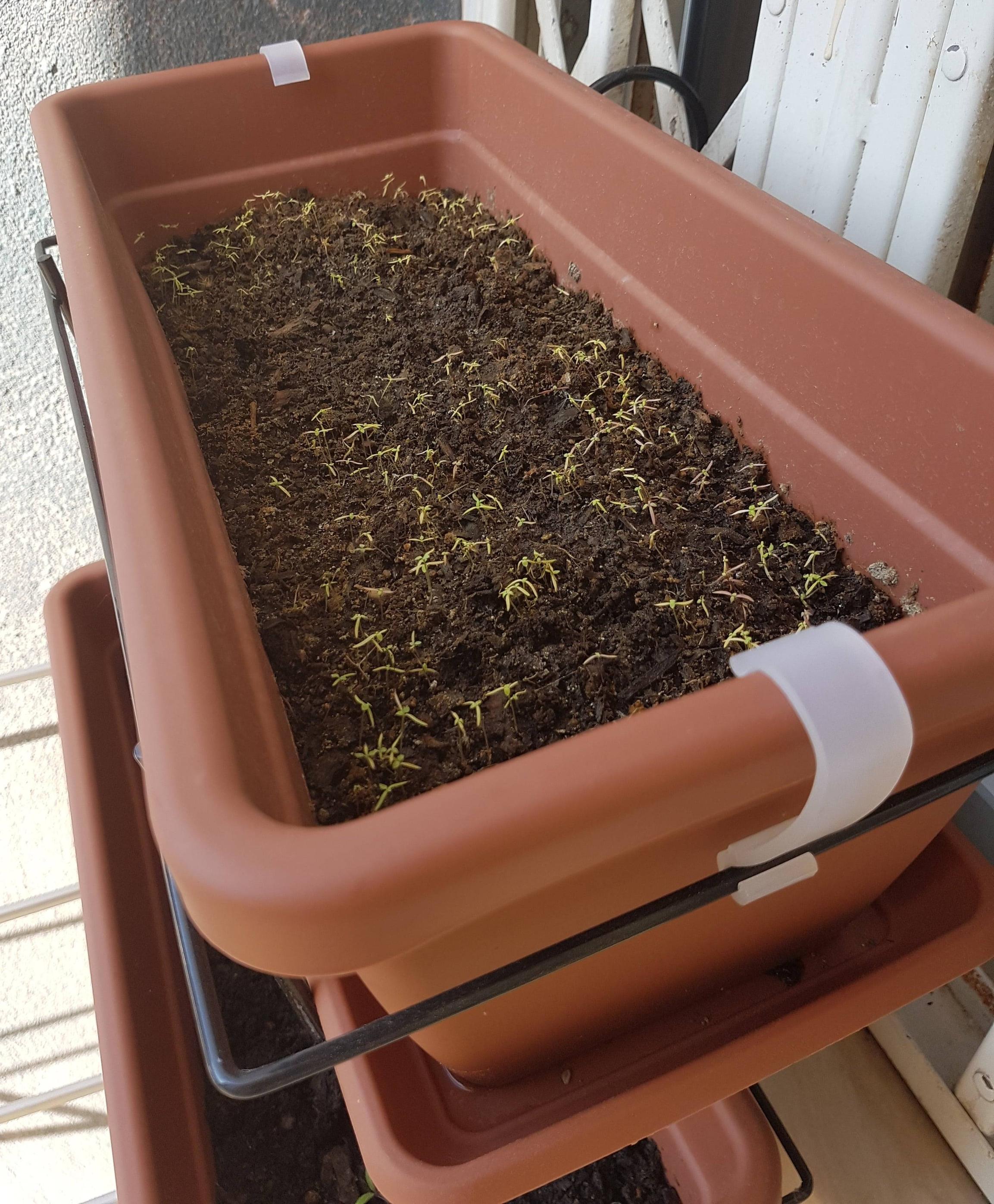 Are my poppy seedlings dying? How can I save them? Gardening