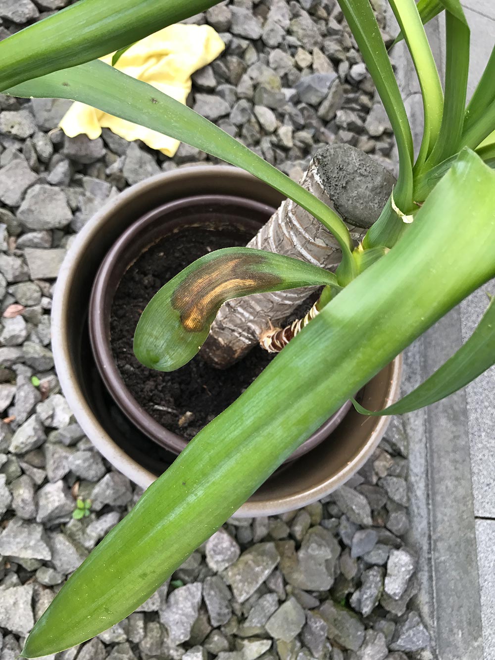 diagnosis Yucca brown mushy spots on the leaves