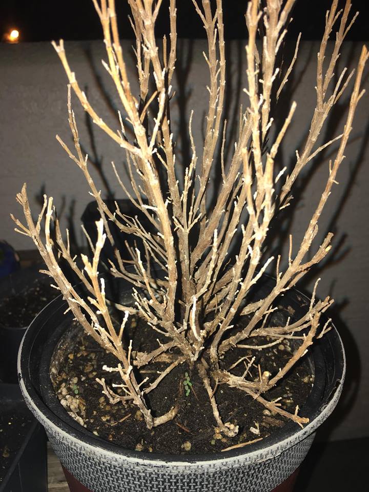 transplanting Rosemary plant died but I see new sprouts, should I