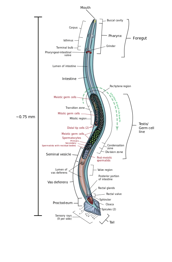 anatomy Do nematodes have organlevel organisation? Biology Stack