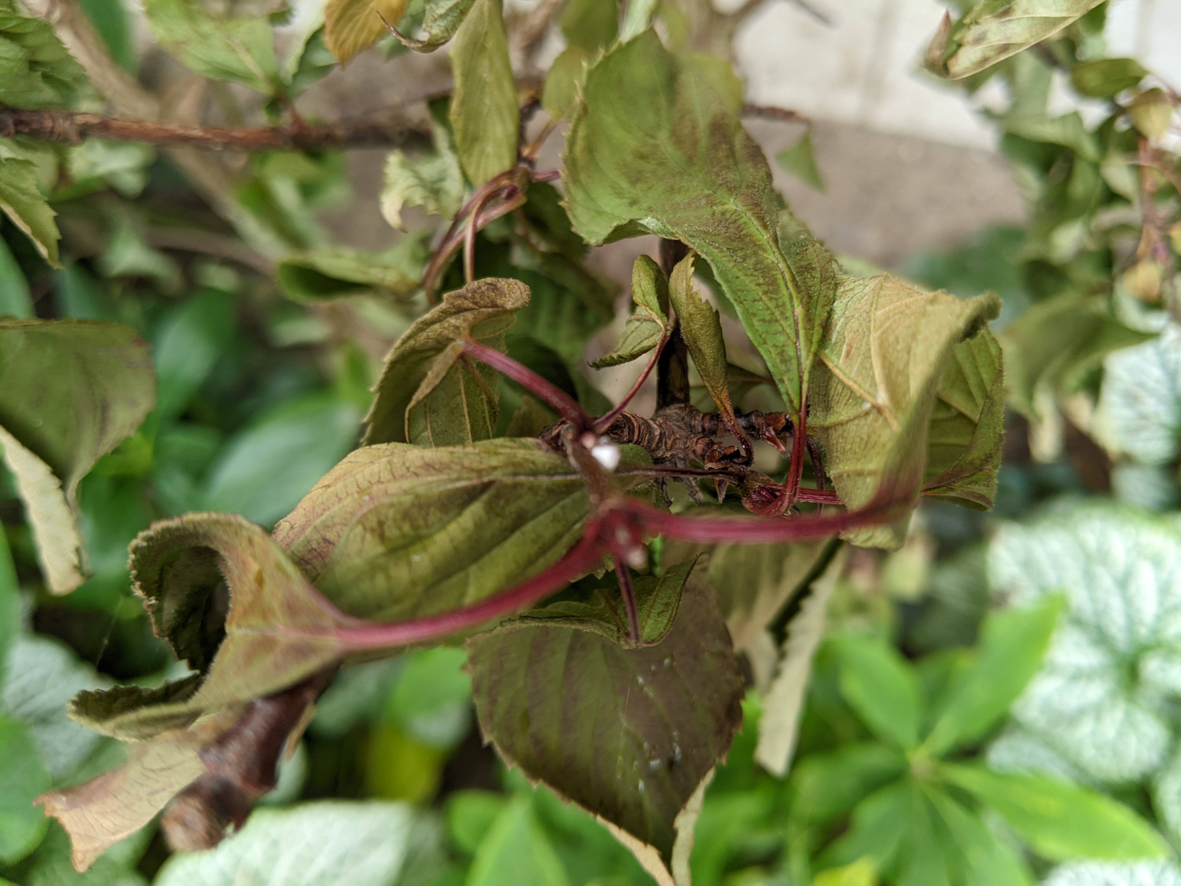 shrubs Why is this Viburnum farreri dying? Gardening & Landscaping
