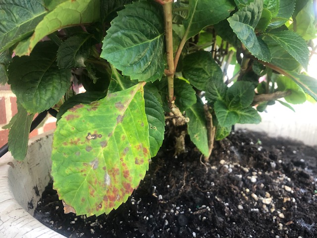 diagnosis First Plant Hydrangeas Dying Gardening & Landscaping