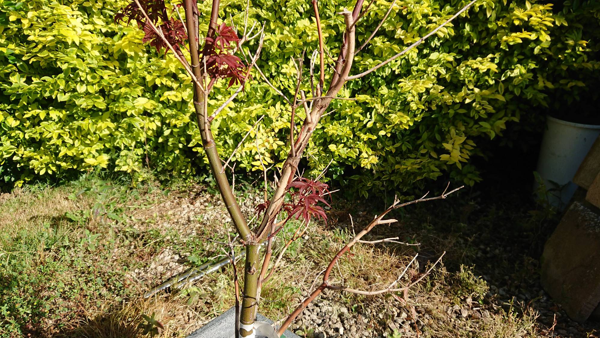 fungus Acer (Maple) white spots and dieback infection and how to