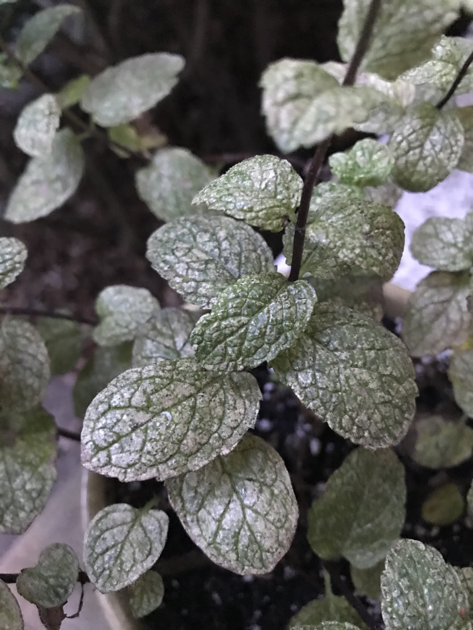 Why Isn't My Mint Plant Minty at Lucy Casey blog