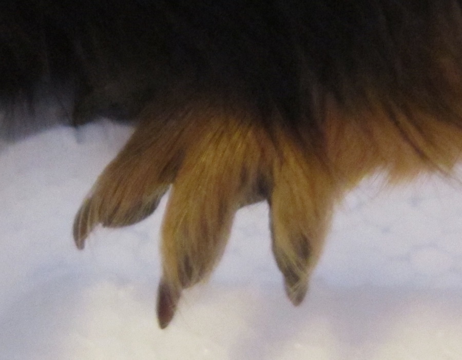 grooming Do I have to trim my guinea pigs' claws? Pets Stack Exchange
