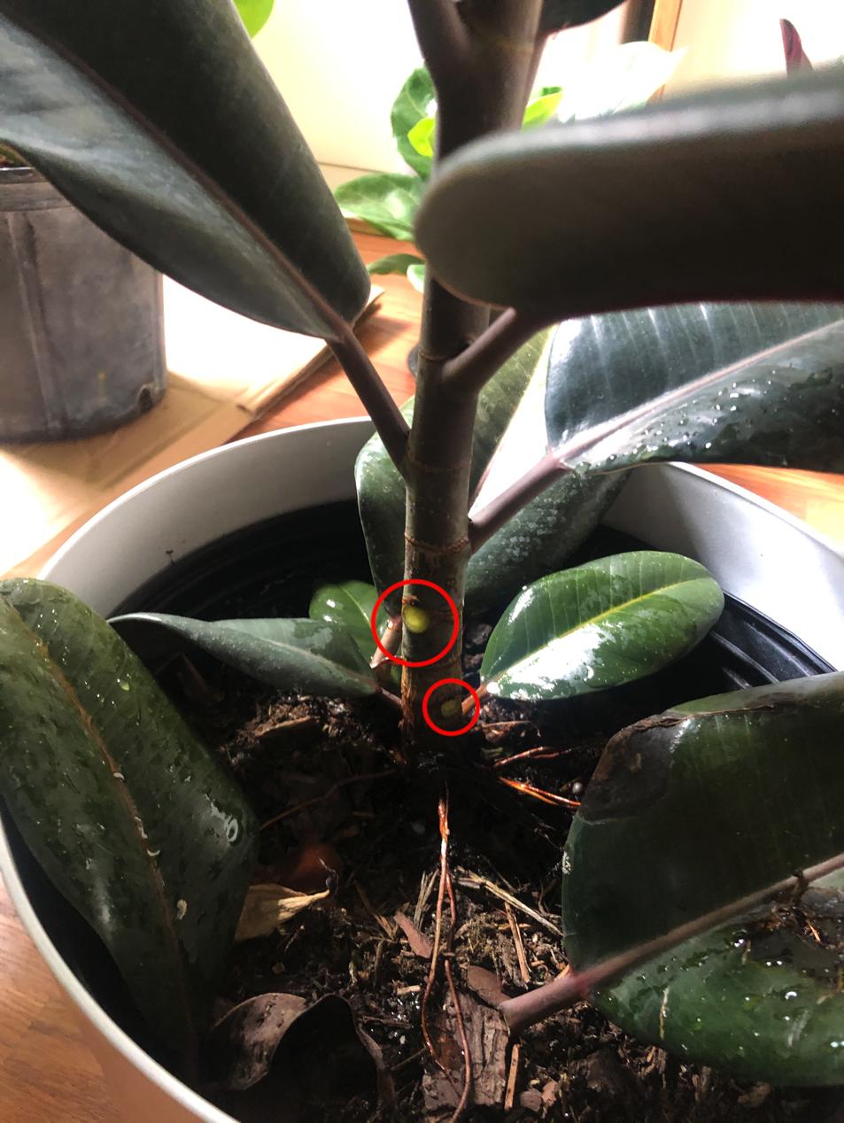 houseplants Why is my rubber tree's leave just falling? Gardening