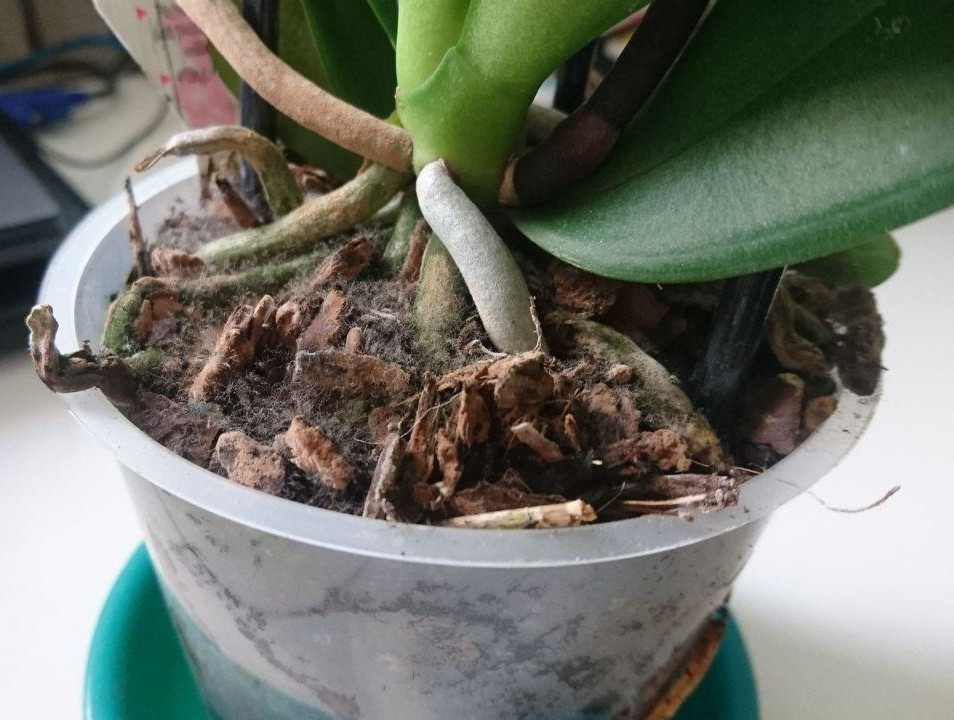 plant health Roots of my new Phalaenopsis orchid are yellow, is it