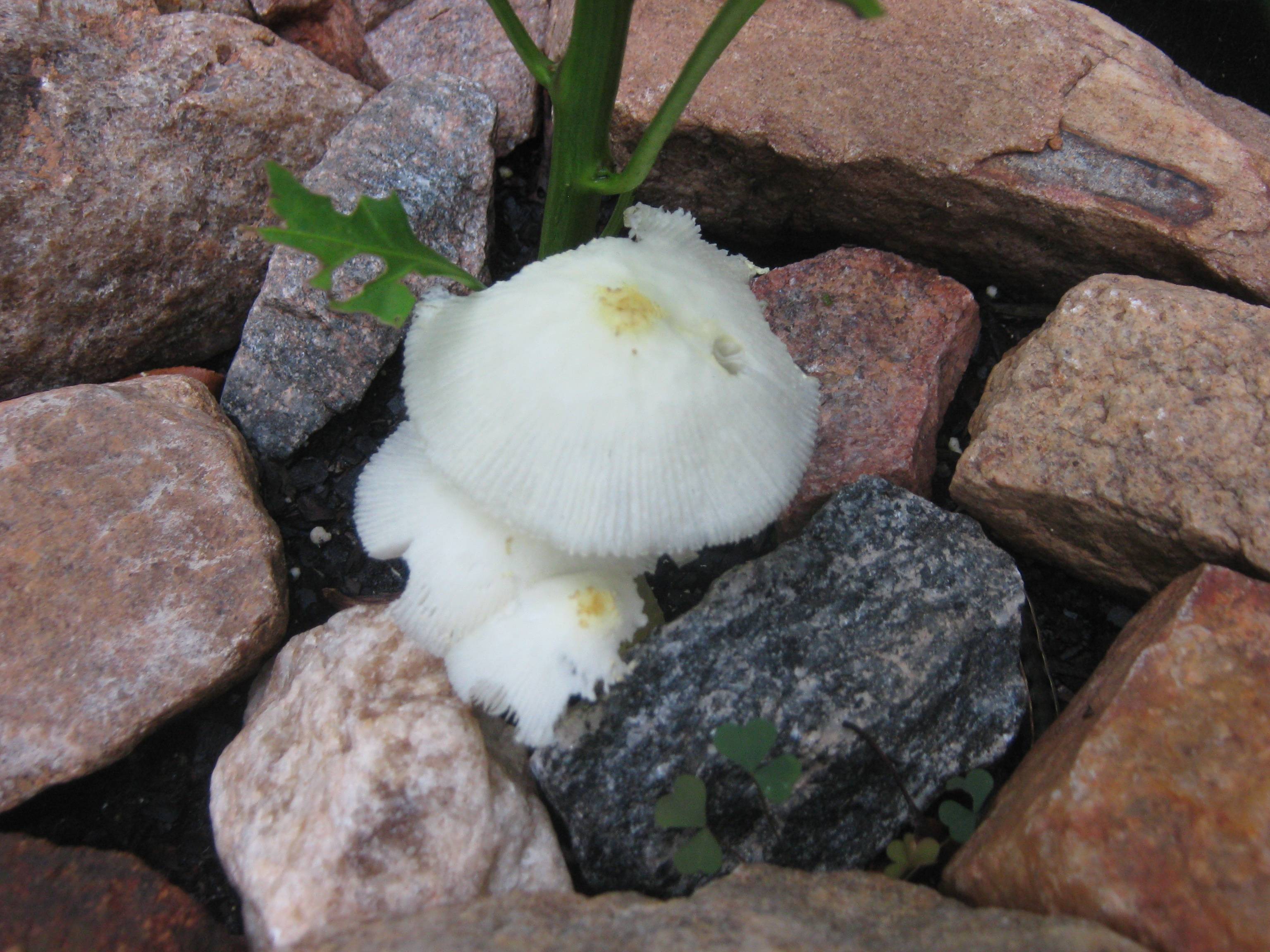 safety Is Plant Still Safe to Eat If Mysterious Mushroom Grew in the
