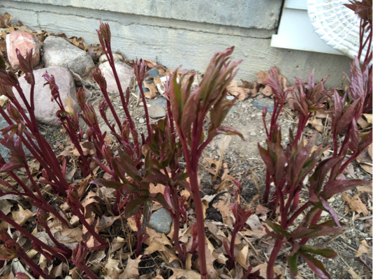 identification What is this red stalk plant? Gardening