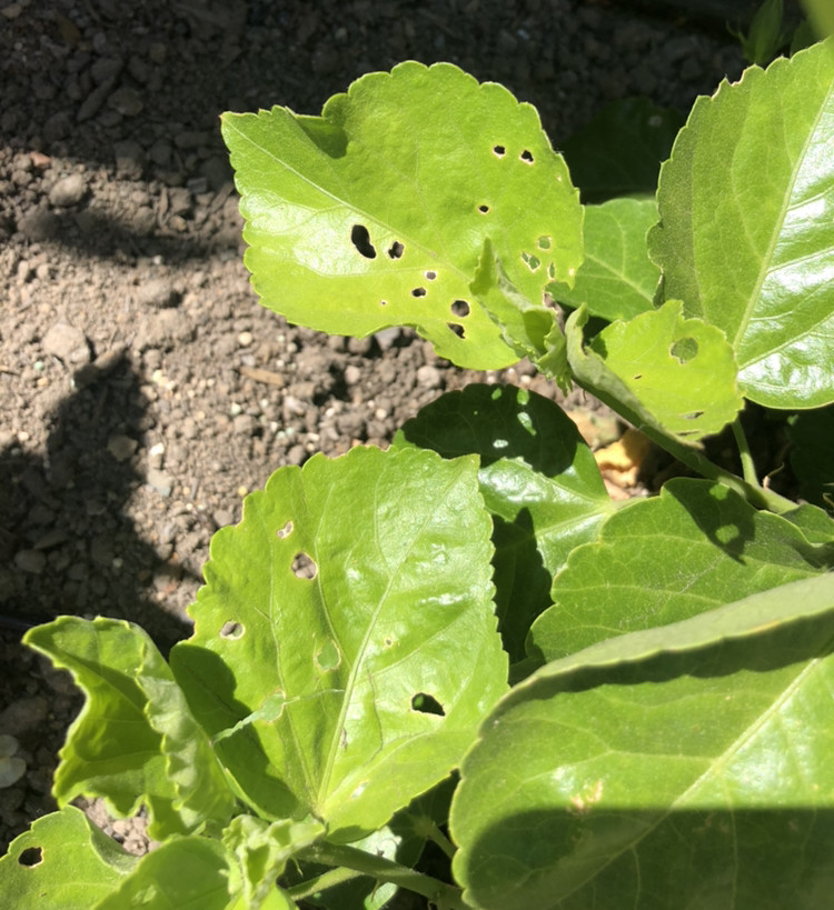 Albums 98+ Wallpaper What Is Eating Holes In My Hibiscus Leaves Stunning