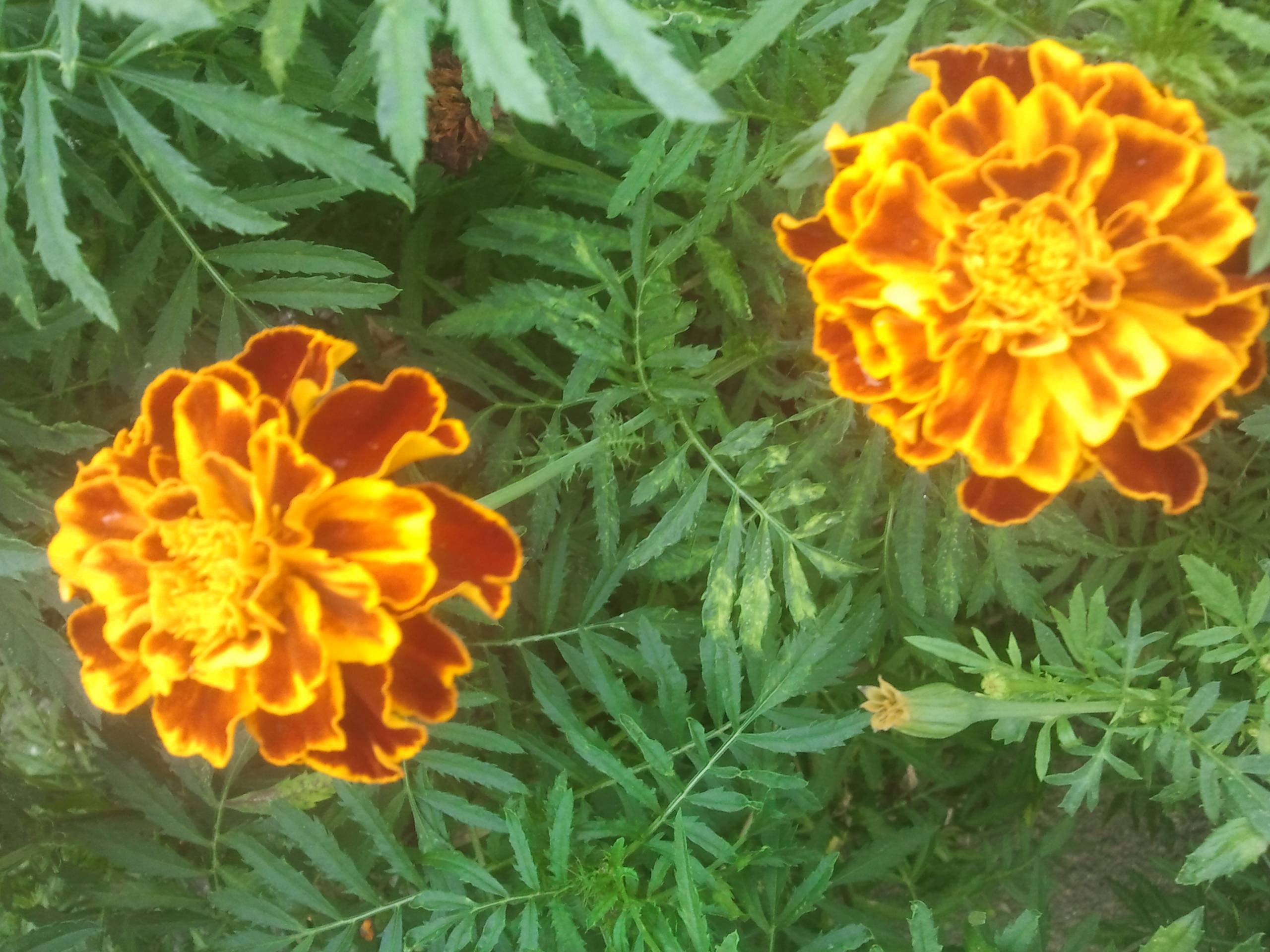 culture Tagetes flower in Ukraine Travel Stack Exchange