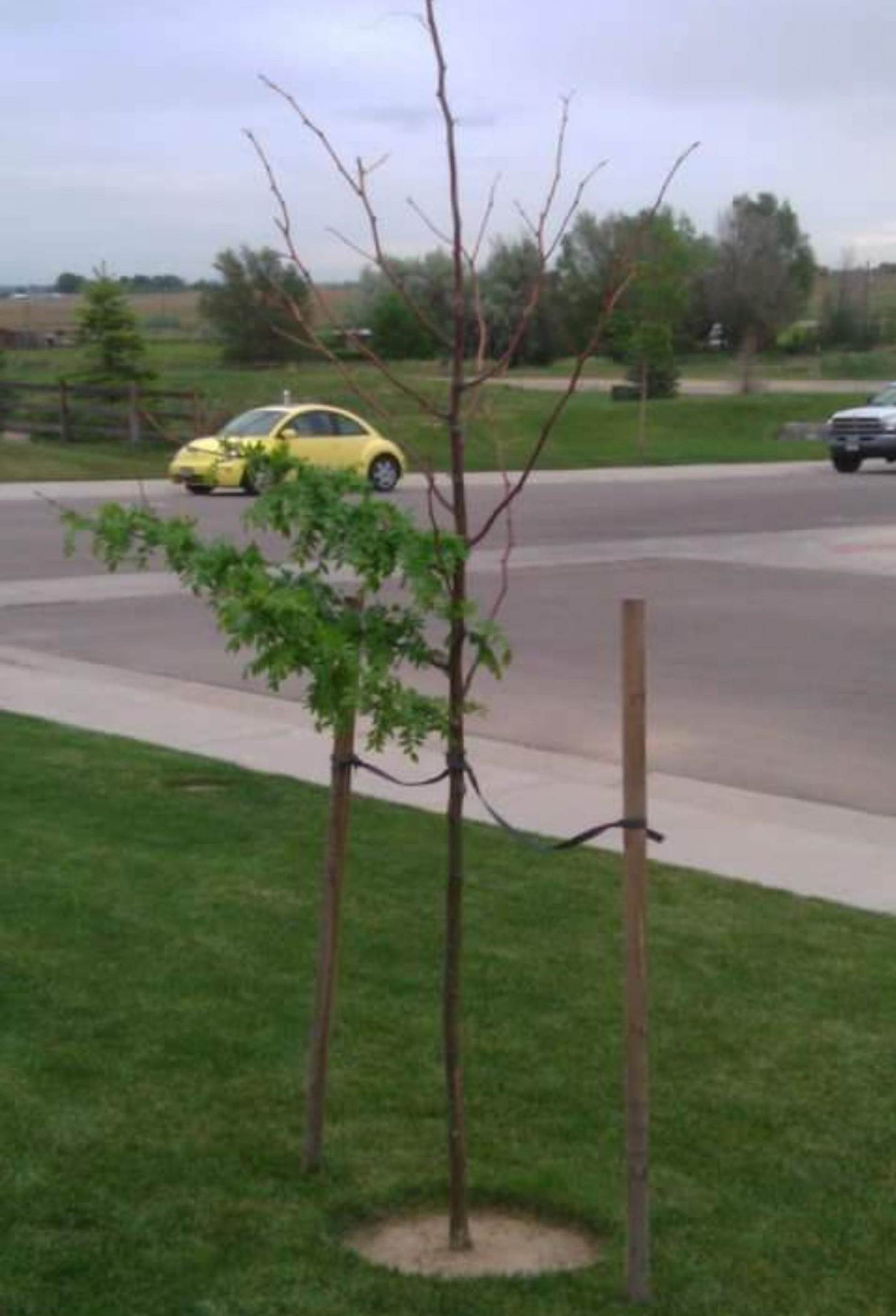 diagnosis What should we do with a 78 year old honey locust tree