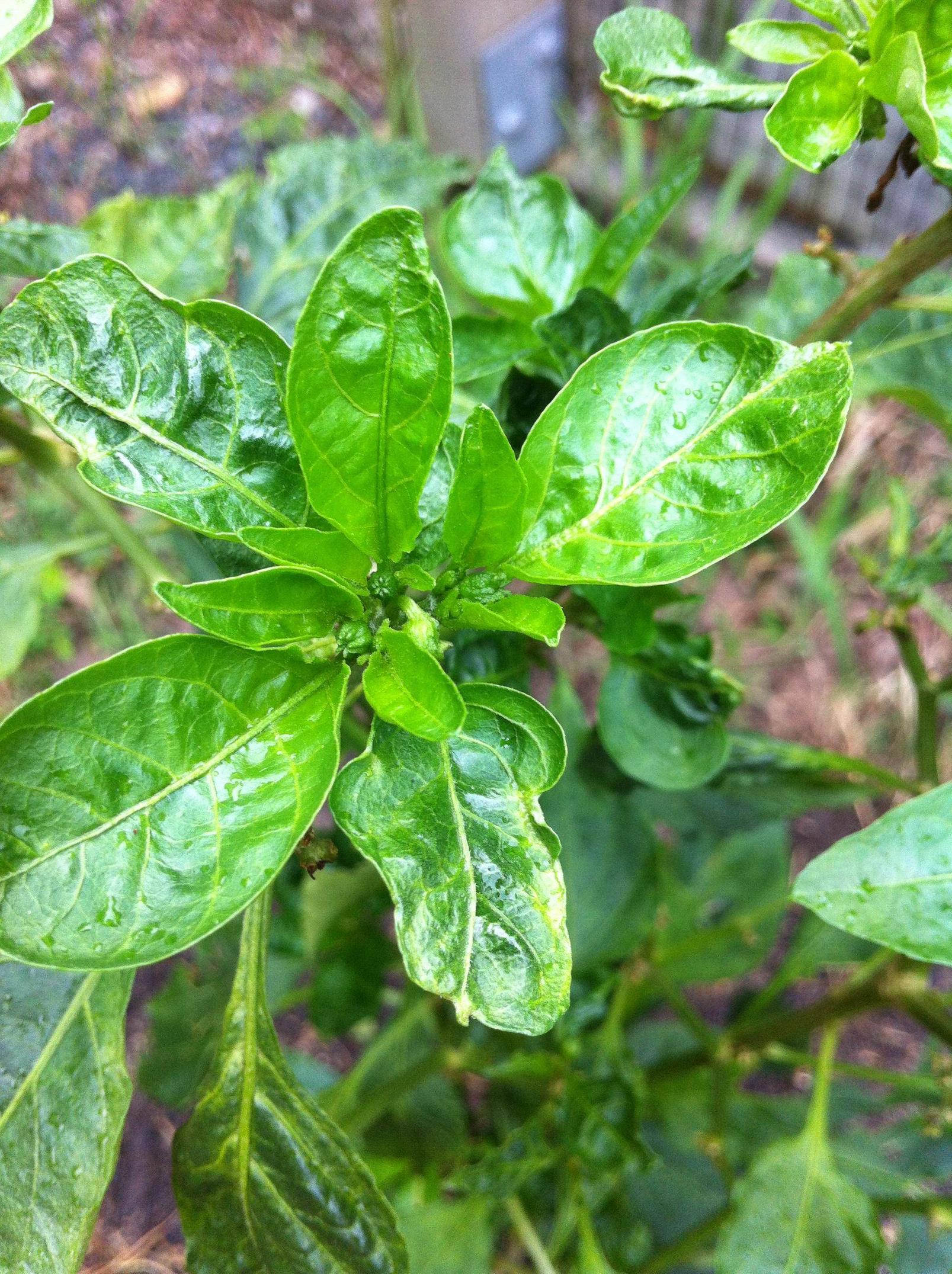 diagnosis What's wrong with my chili bush? Gardening & Landscaping Stack Exchange