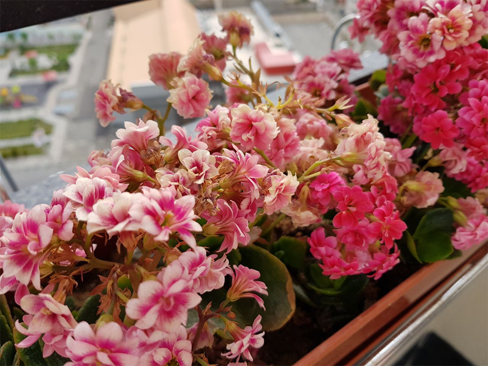Is My Kalanchoe Dead at Roberta Patterson blog