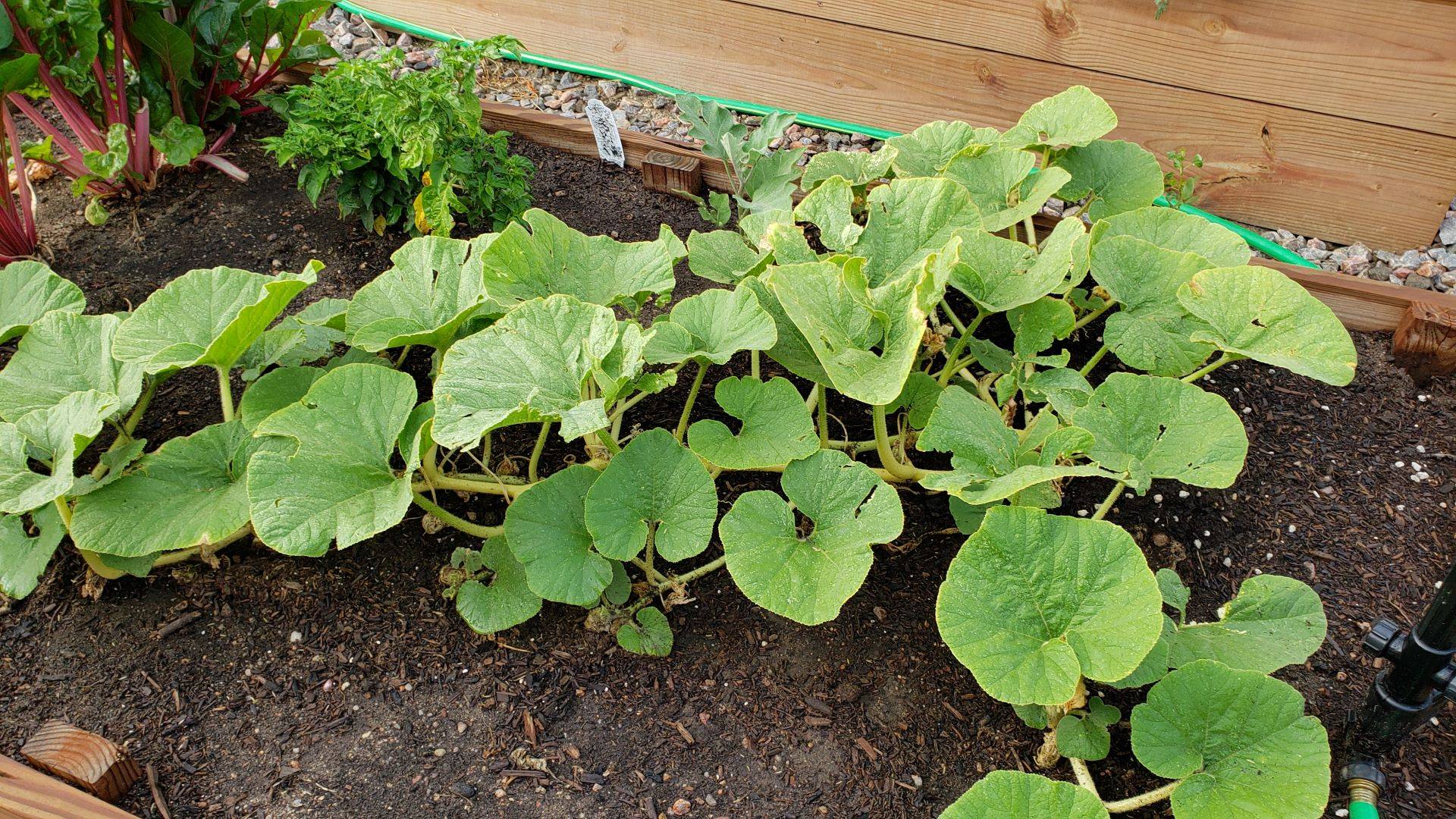 Why is my pumpkin vine no longer growing? Gardening & Landscaping