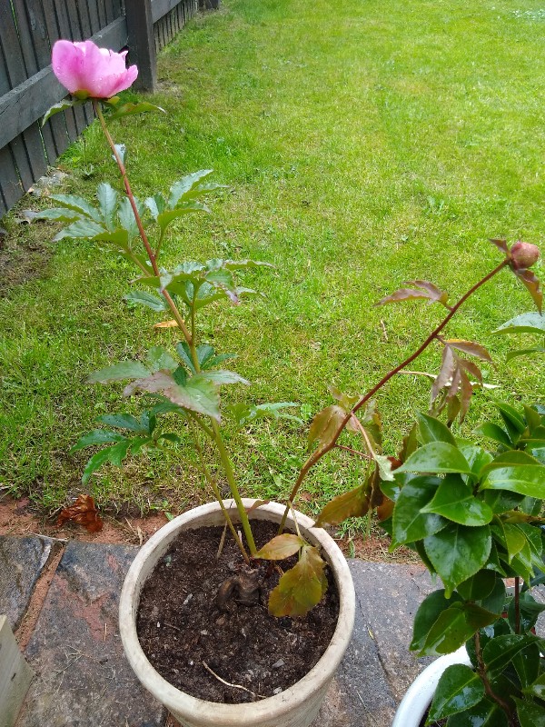diagnosis What's wrong with my Peony? Gardening & Landscaping Stack Exchange