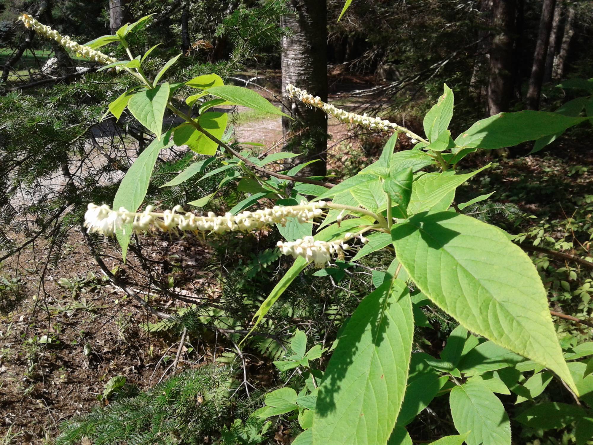 identification Tree with exfoliating bark and ovate leaves