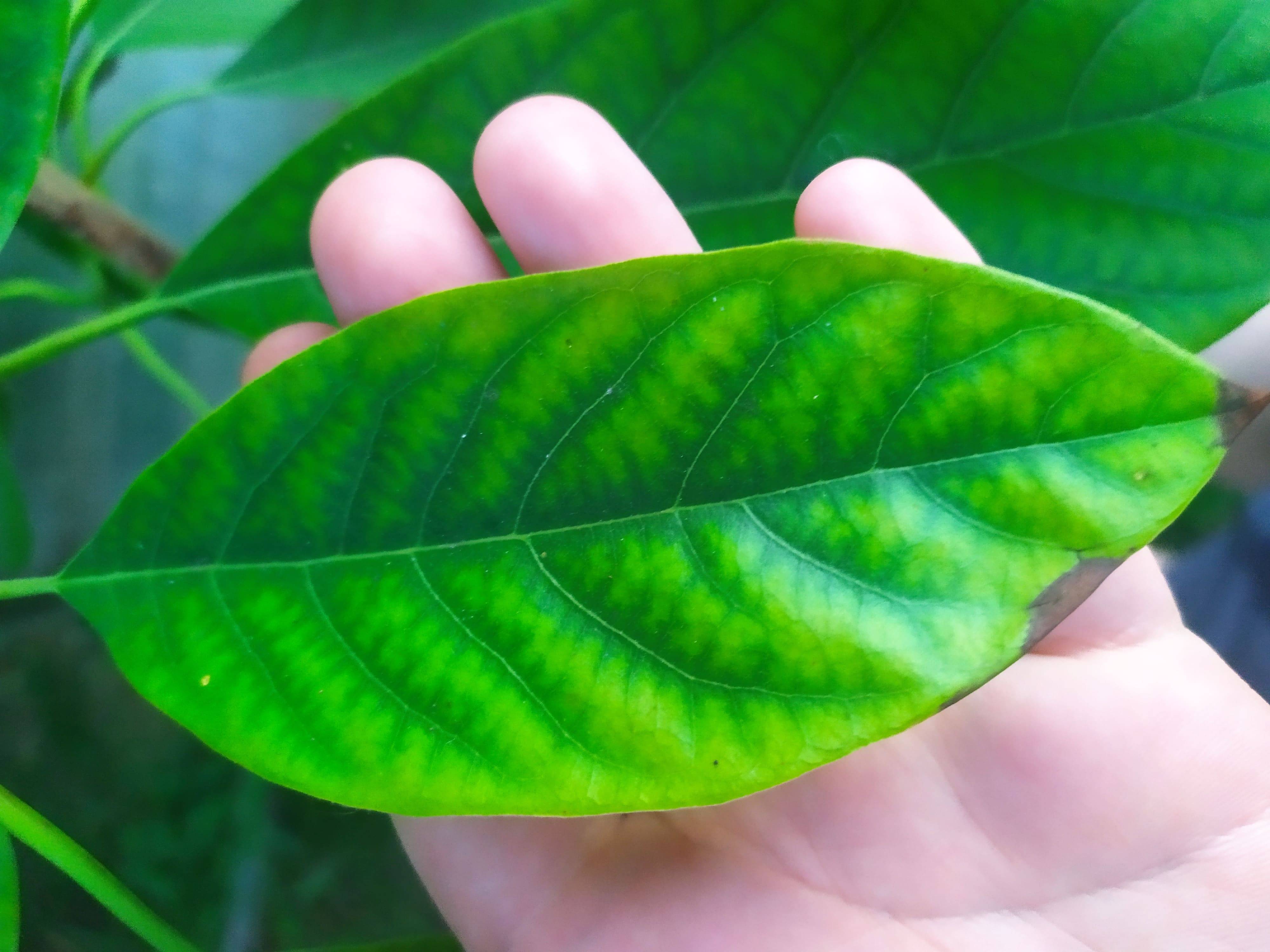 diagnosis What's going on with leaves on my avocado? help Gardening