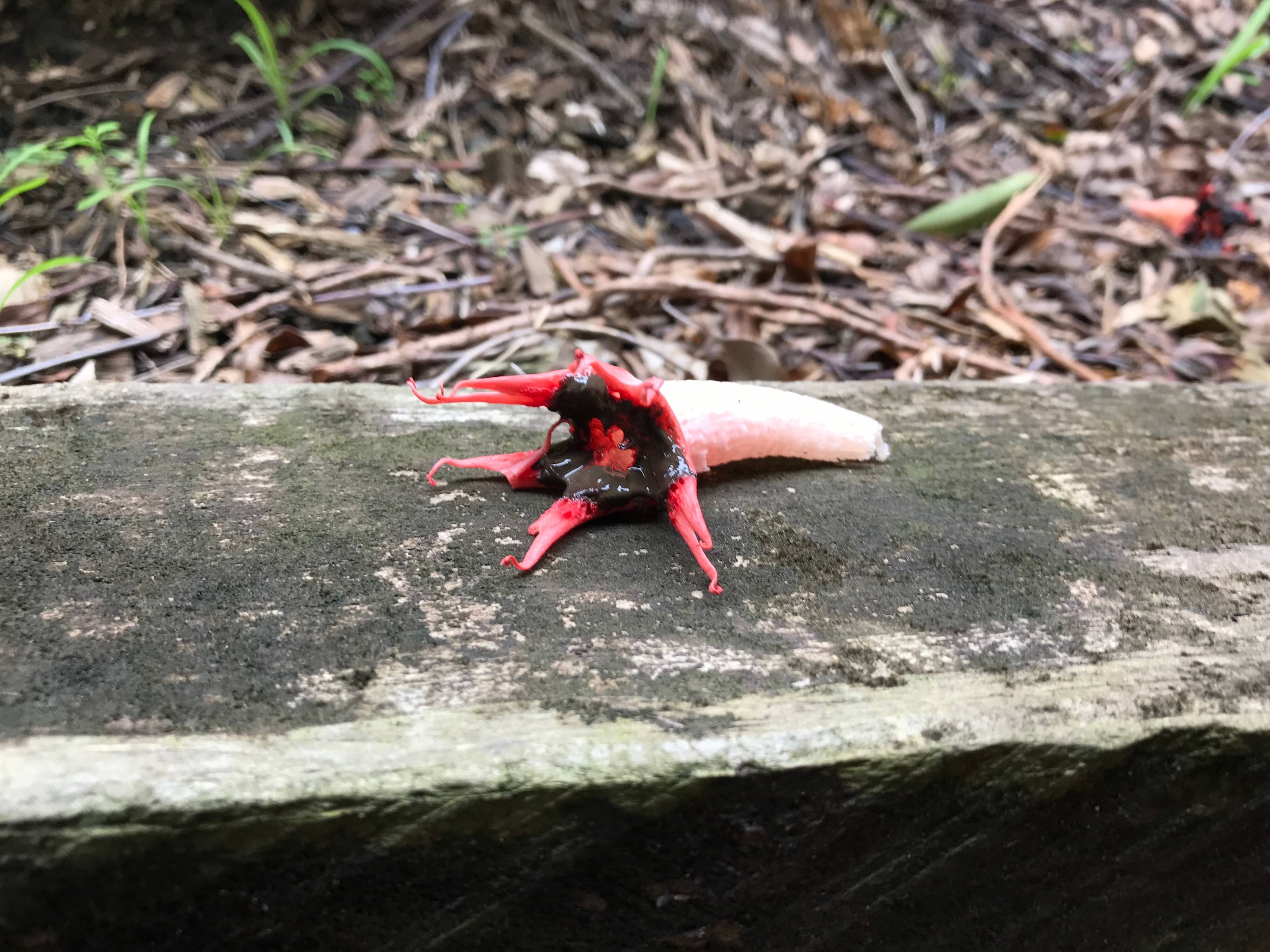 species identification Help me identify this... plant? fungus