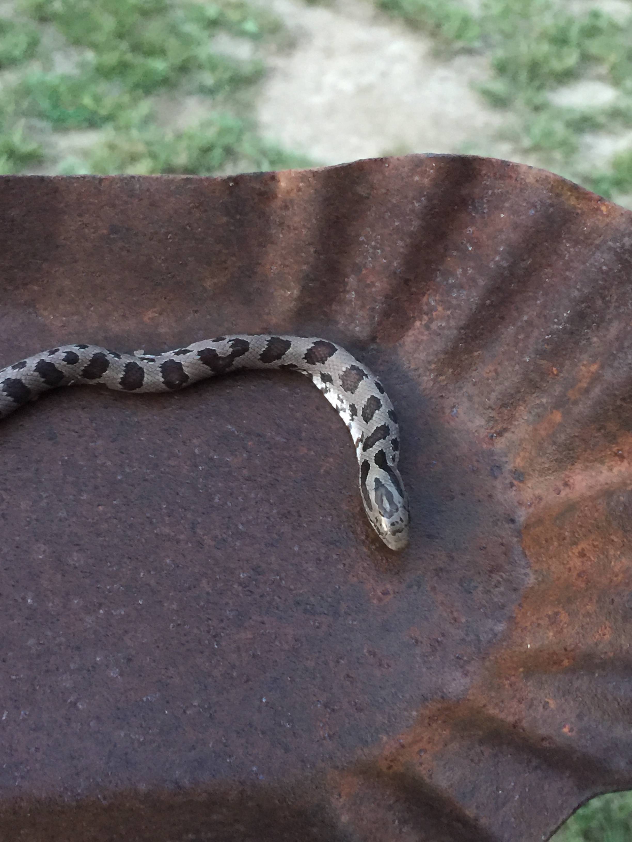 species identification What kind of snake is this? Biology Stack