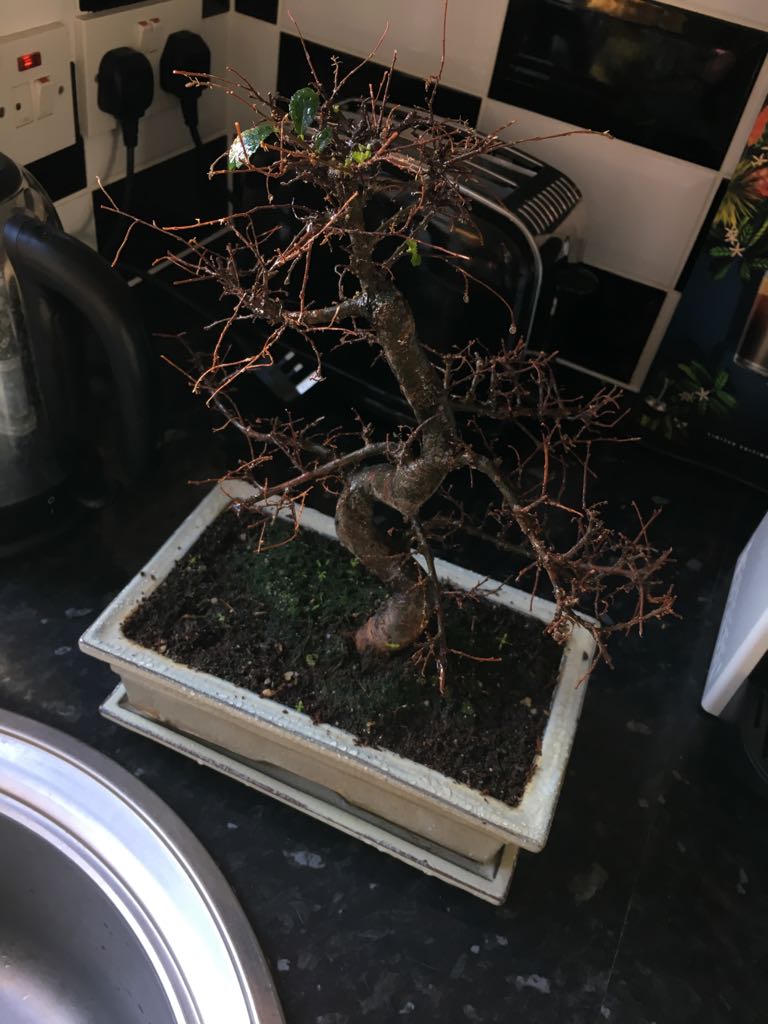 diagnosis How to revive a bonsai that was repotted after it was dying