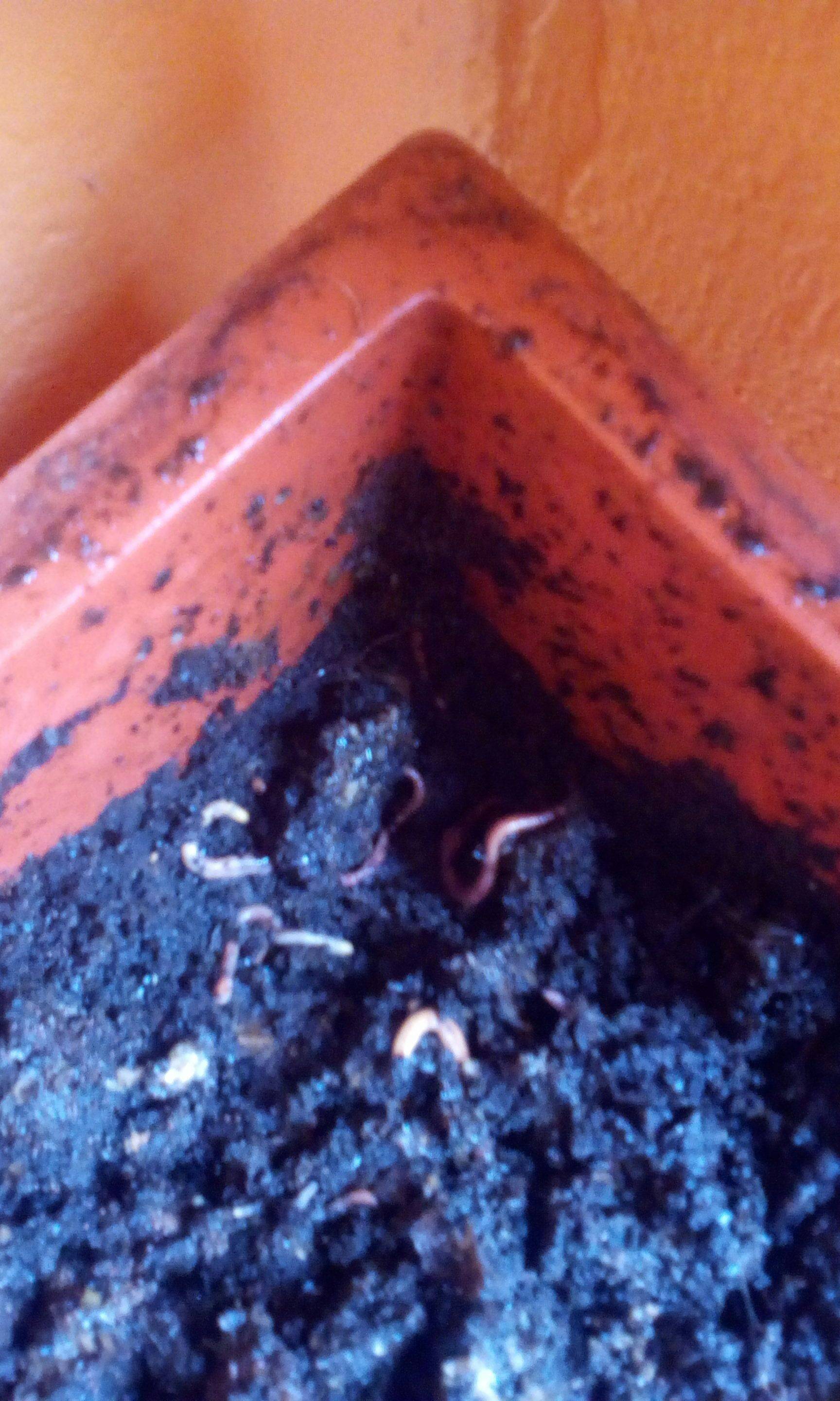 Worms stay at corners of the compost bin Gardening