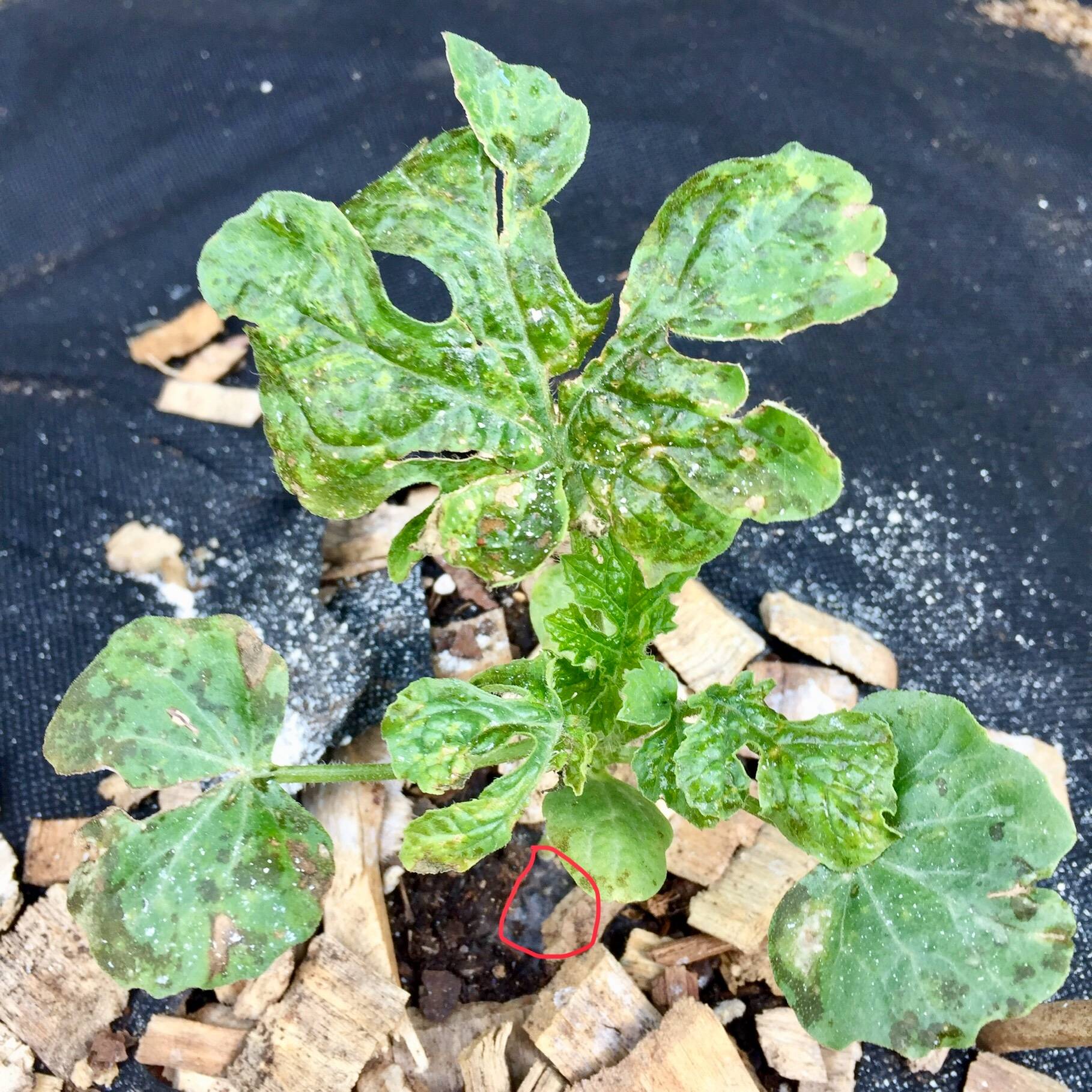diseases Do these watermelon plants show signs of mosaic virus