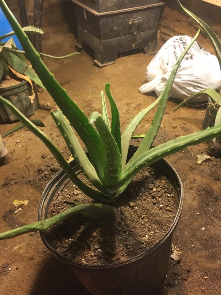 Repotting Overgrown Aloe Plant The Home Garden