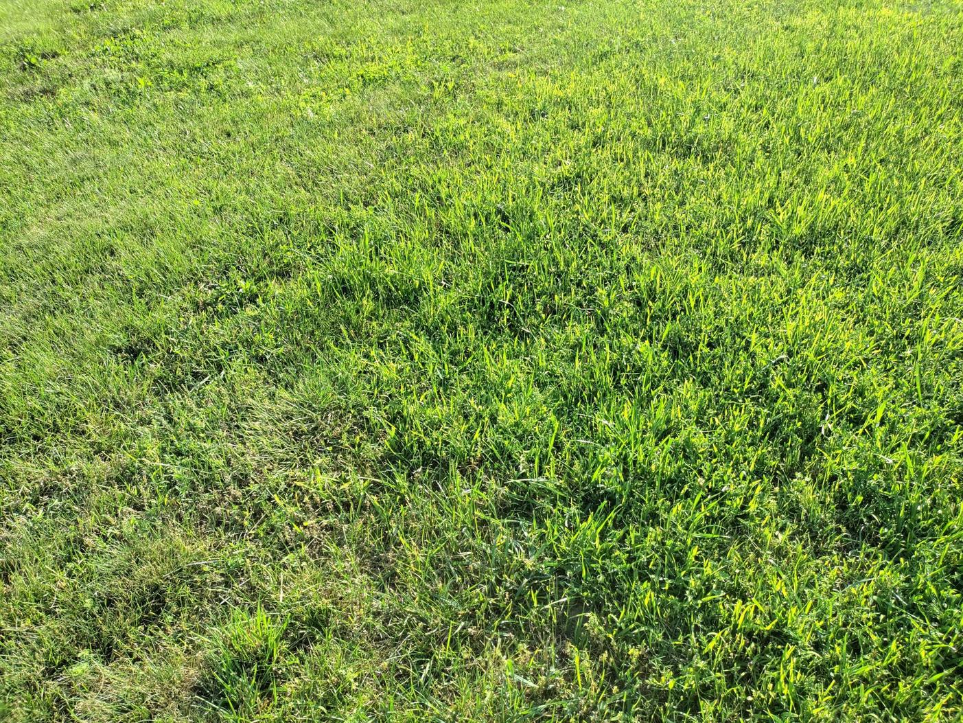 When To Plant Rye Grass Planting Guide 2023 Northern Nester, 59 OFF