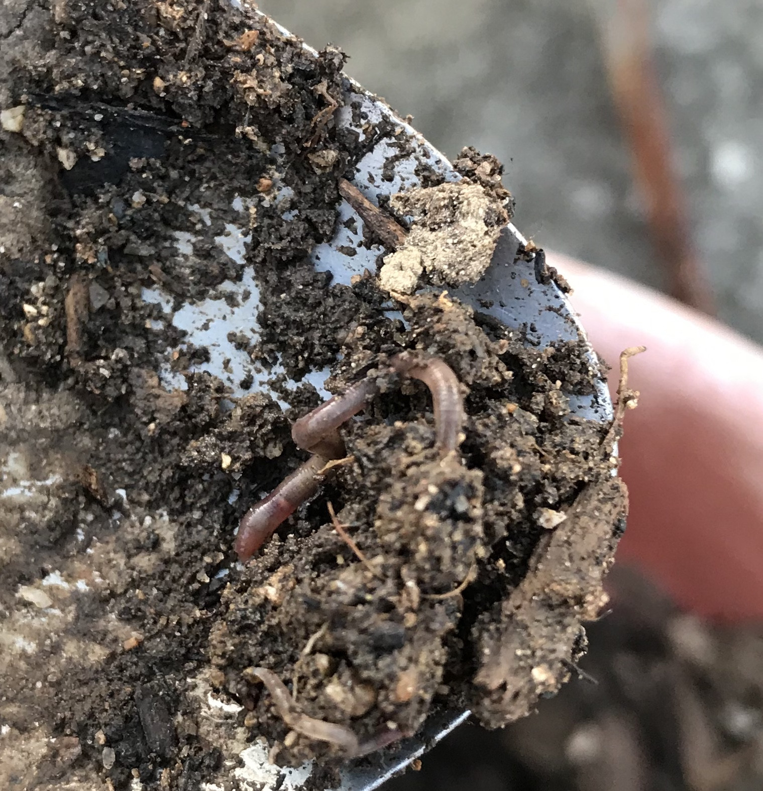 plant health Reusing soil with earthworms in pots? Gardening