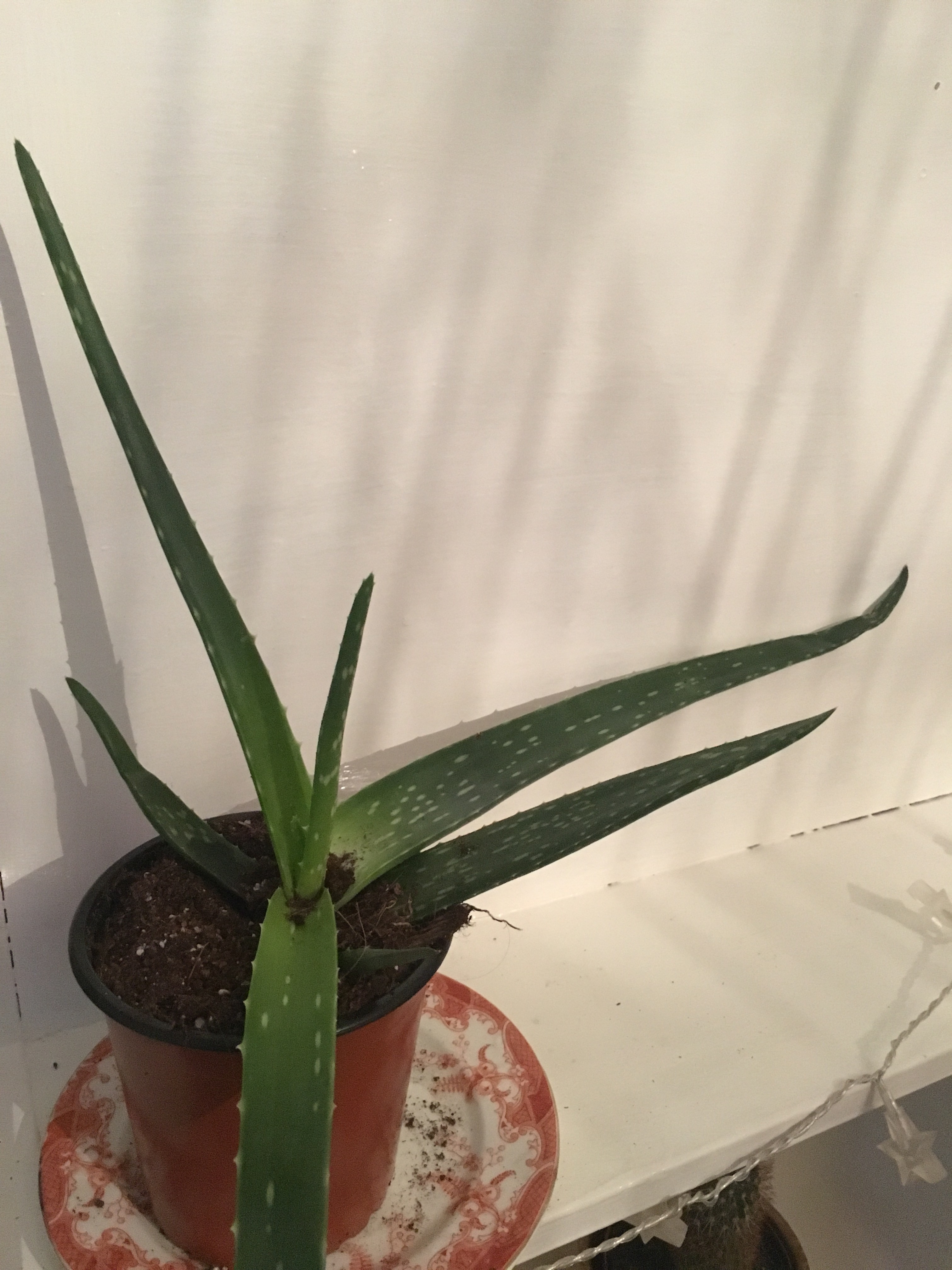 diagnosis What’s wrong with my wilting aloe Vera? Gardening