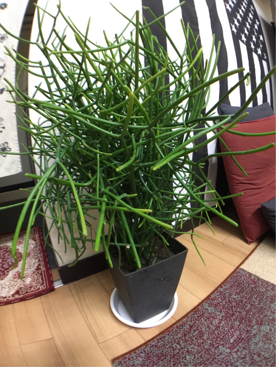 botany Identify this indoor plant with strange stemlike leaves