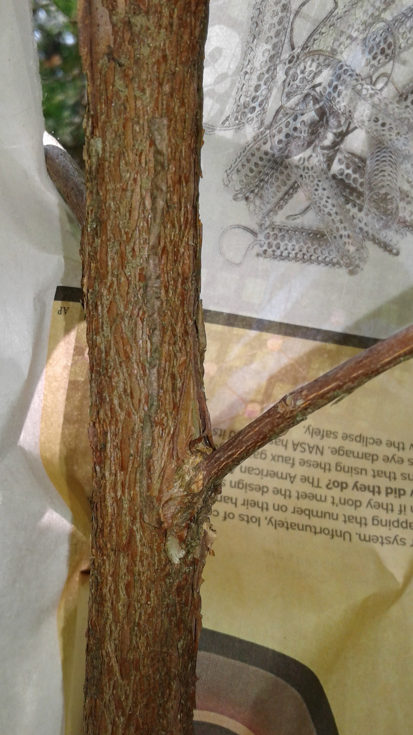 identification Tree with exfoliating bark and ovate leaves