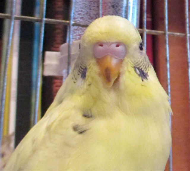 health What can cause dark pigmentation on the tip of budgie's beak