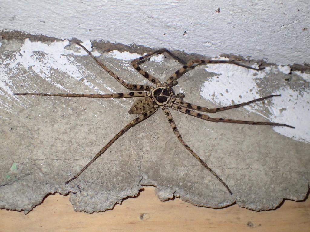 species identification 10 inch spider near Mexico City Biology