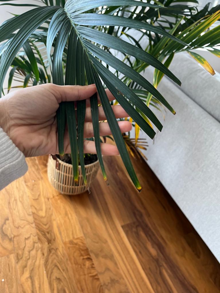 watering My Cat Palm leaves areturning Yellow with Brown spots, and