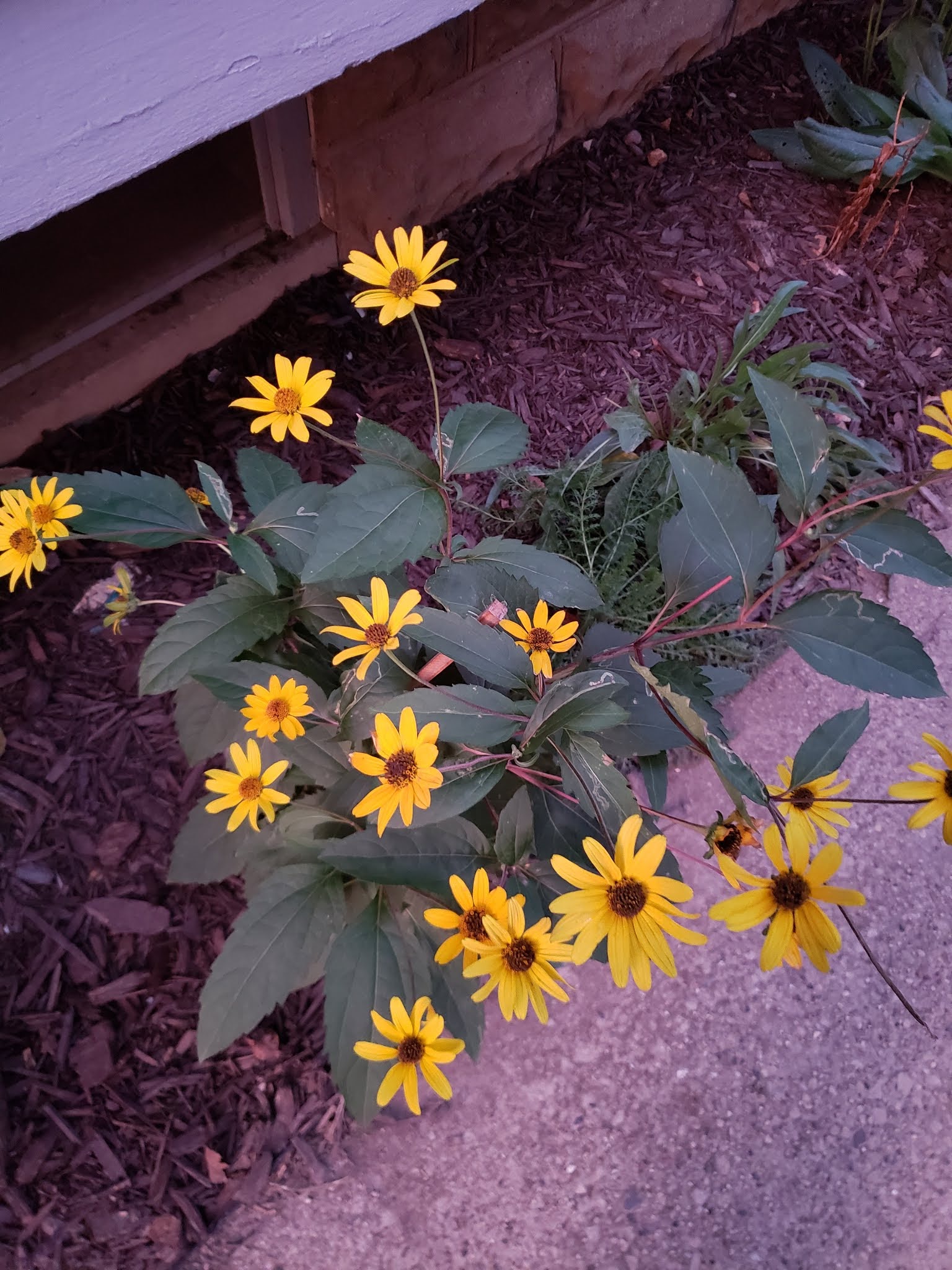 identification What are these yellow wildflowers growing in SE