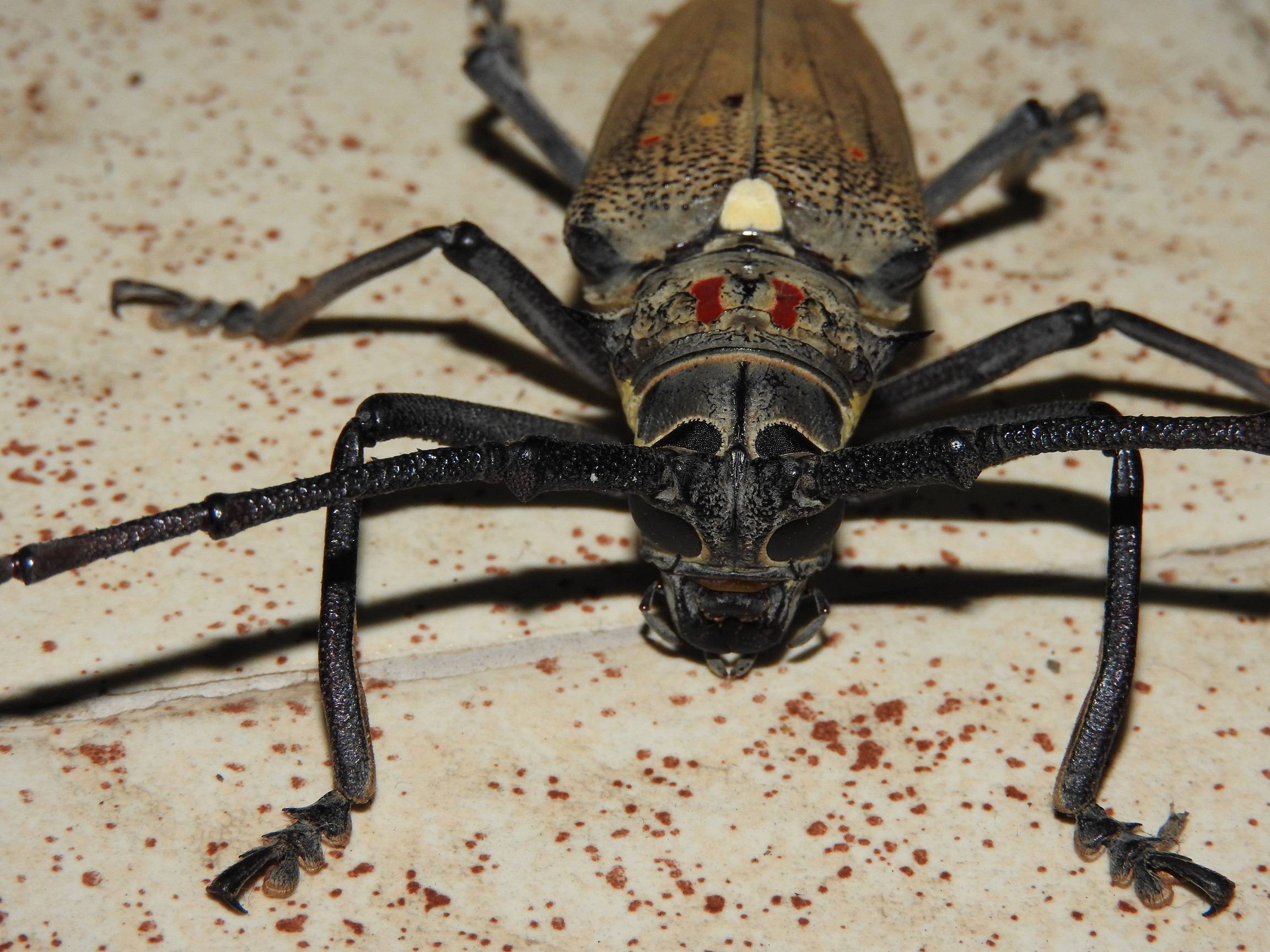 zoology Insect identification white spotted beetle Biology Stack