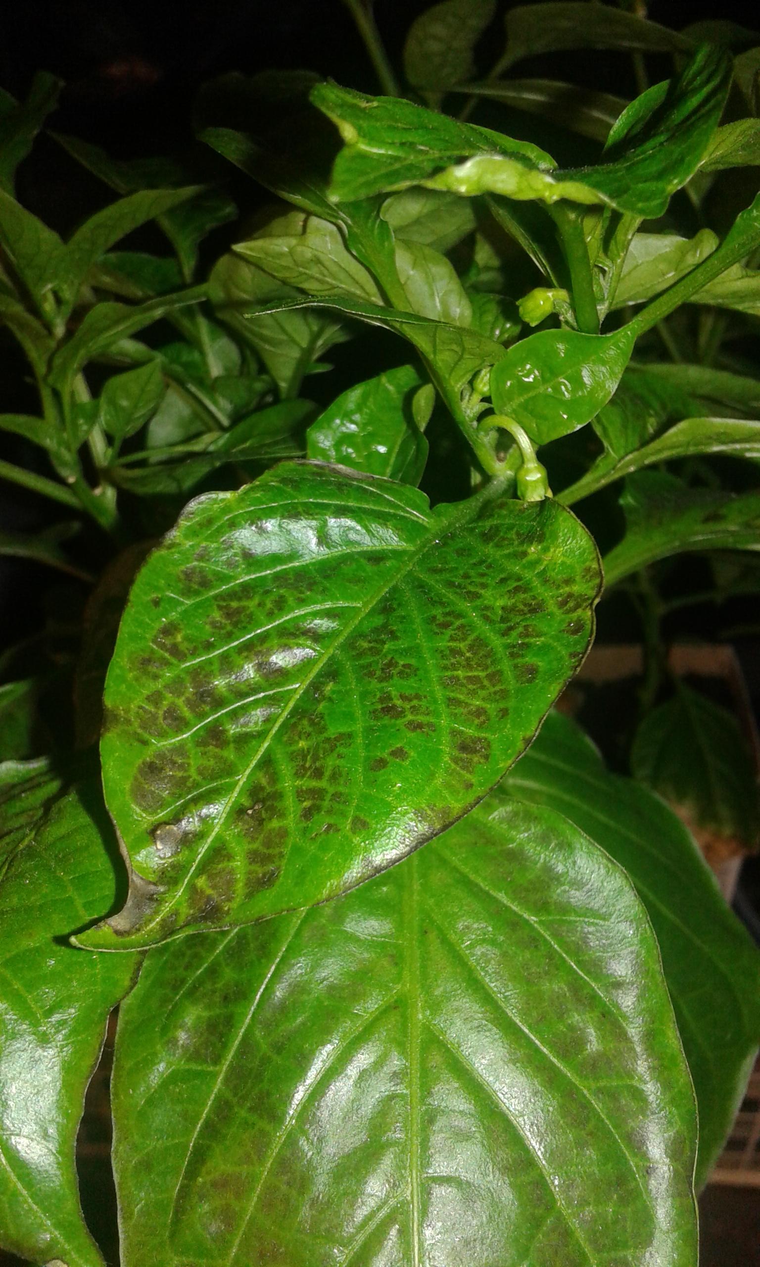 houseplants What Kind of Leaf Burn is this on my Bell Peppers