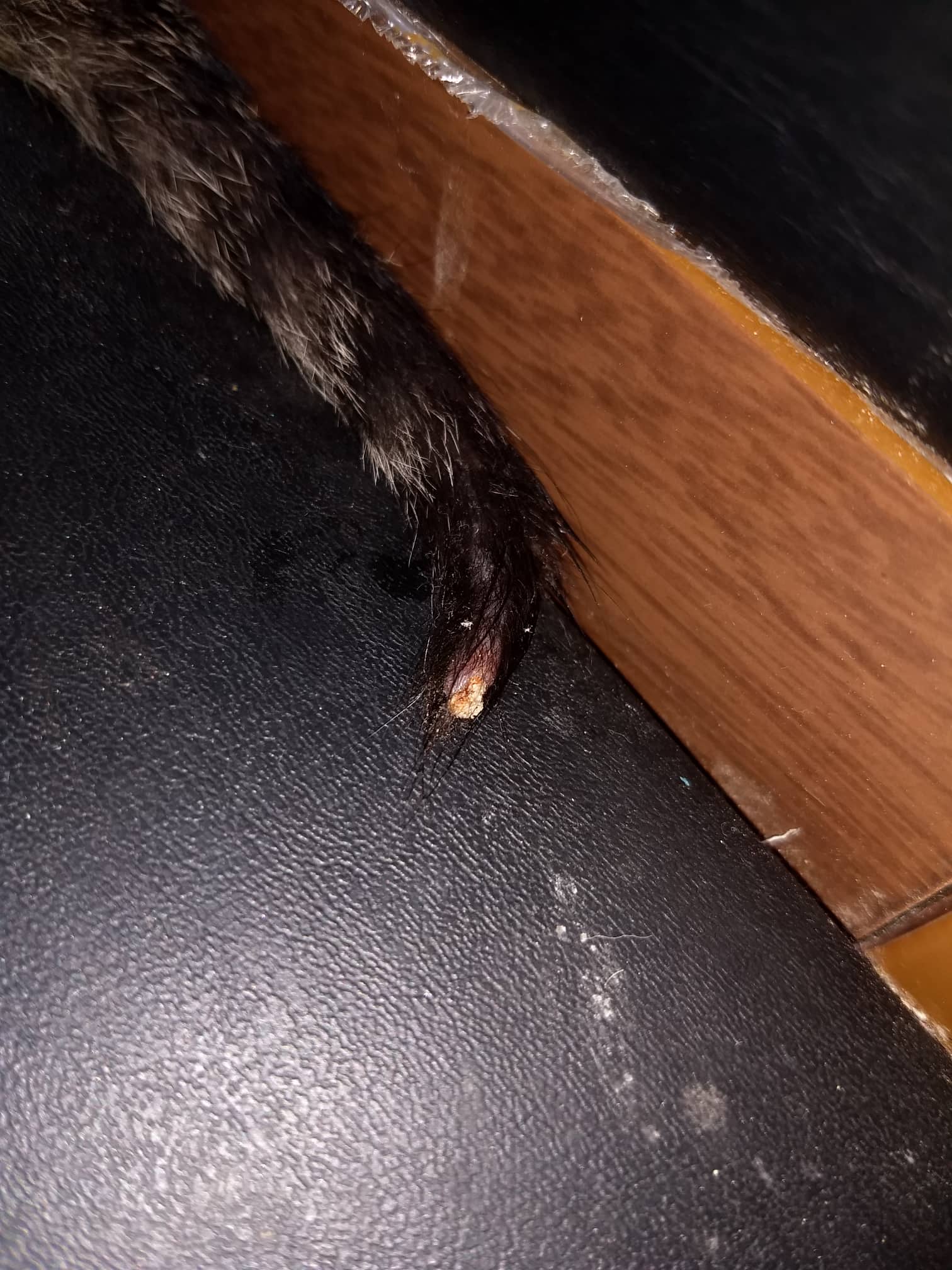 health Cat's tail tip looks like it has some sort of fungus or necrosis Pets Stack Exchange