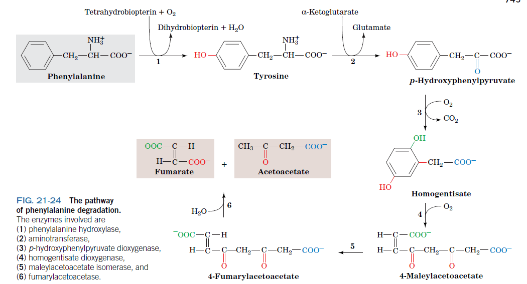 biochemistry How does labelled N from tyrosine appear in