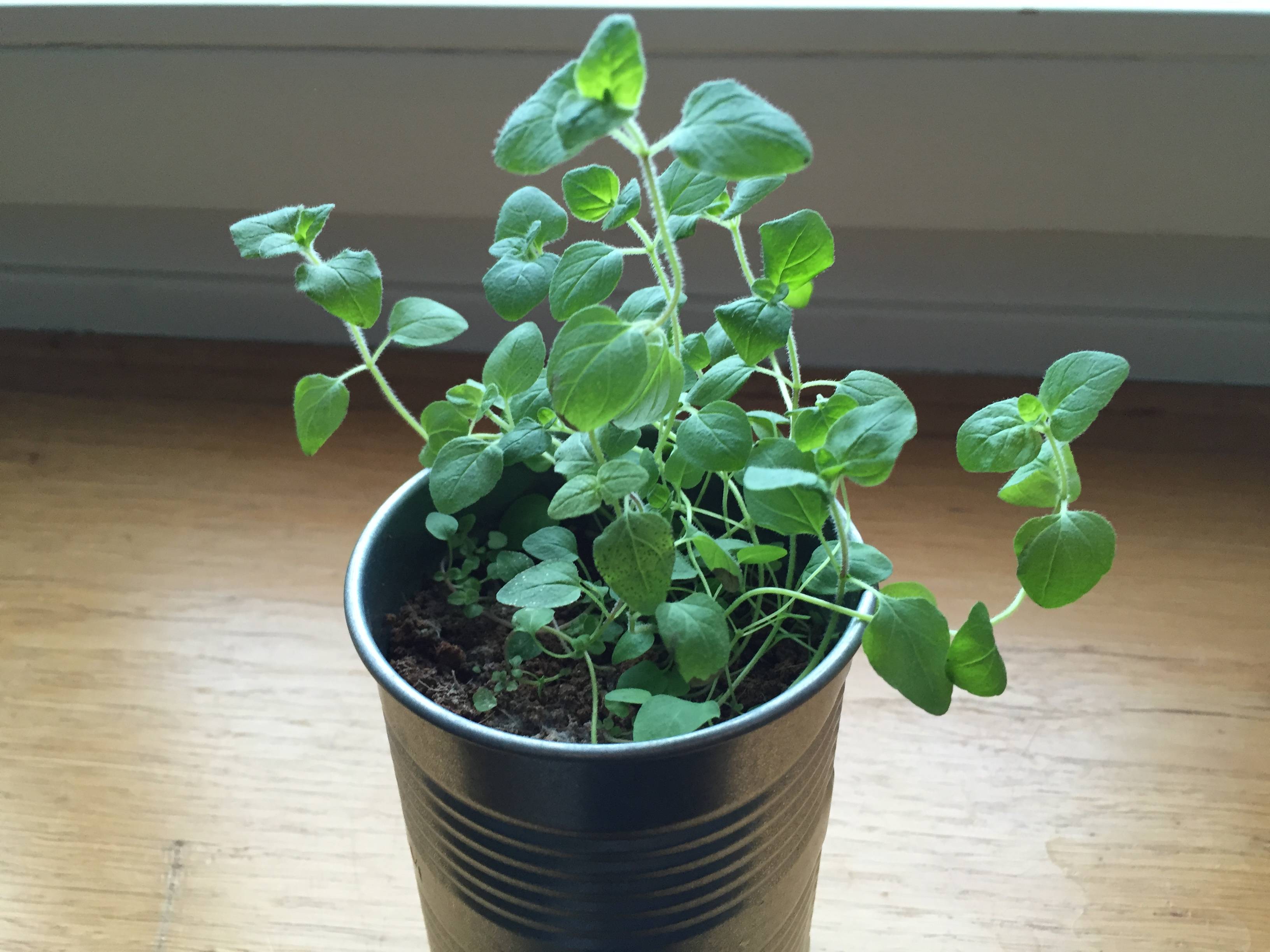 diagnosis Oregano red, what's wrong? Gardening